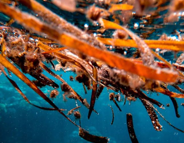 갑상선 항진증 그레이브스병 원인