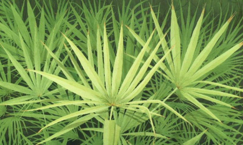 쏘팔메토 효능과 부작용