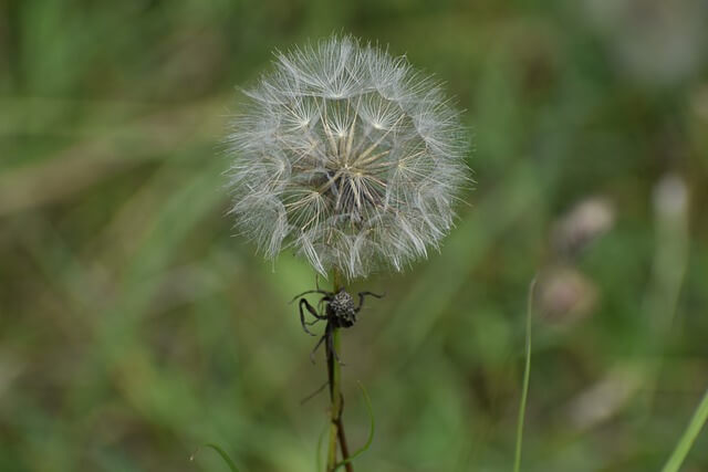 봄철 알레르기 환절기 알레르기