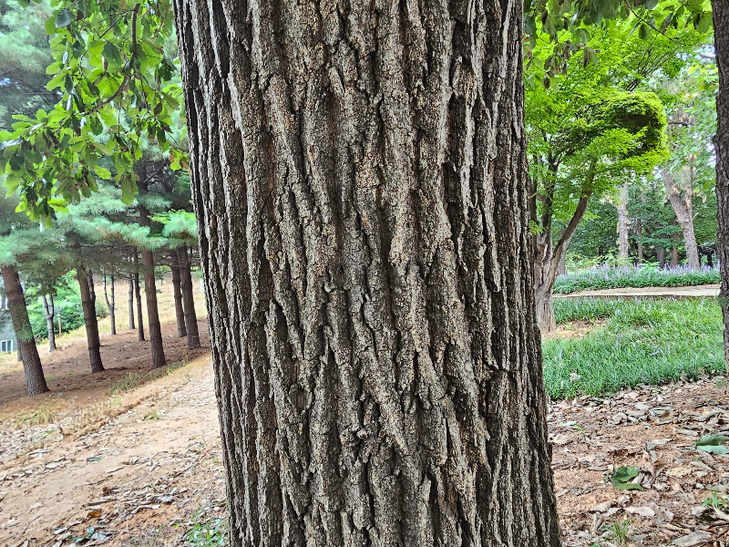 갈참나무 수피