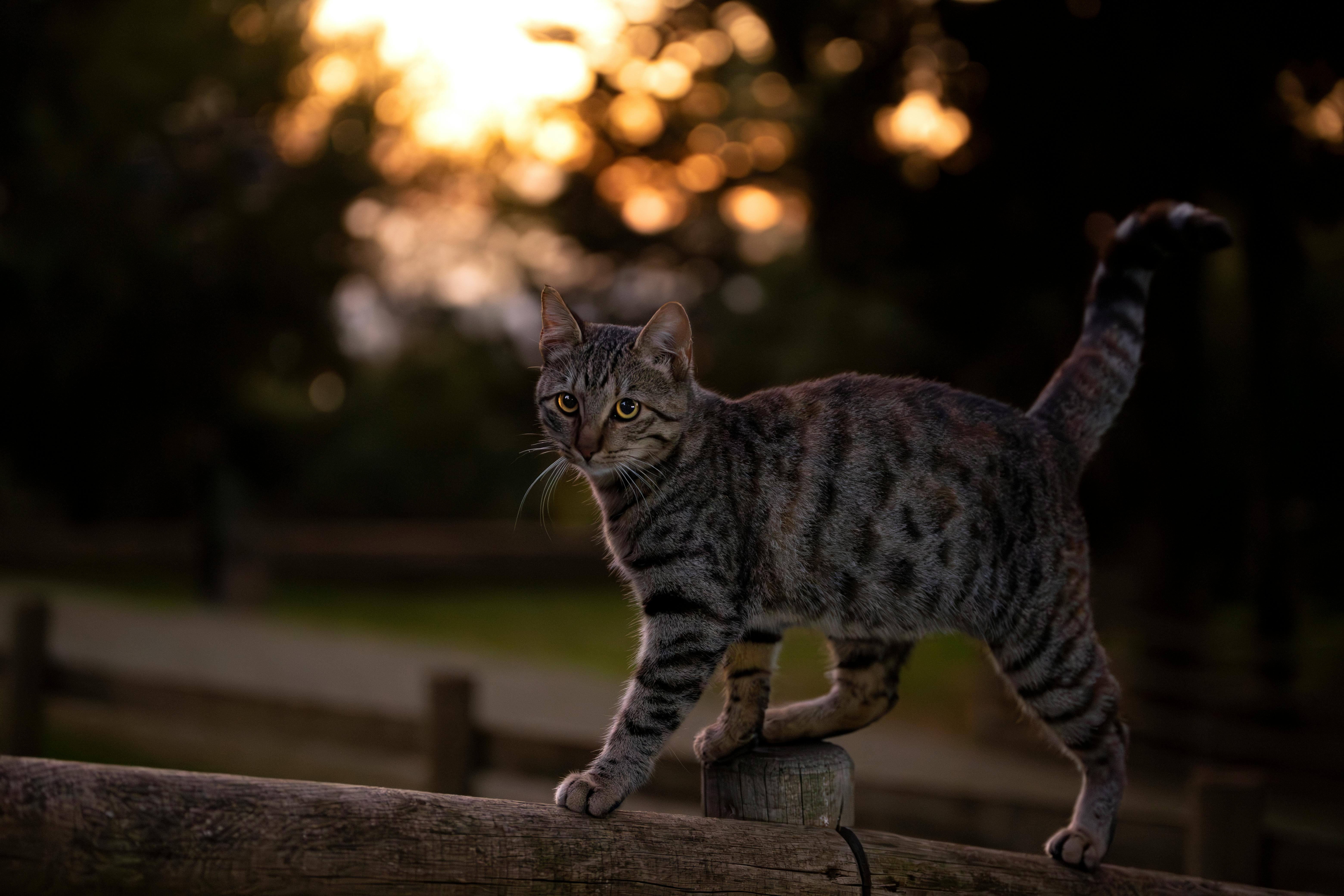 고양이 질환별 비용표|진단비·치료비 평균 구간 한 번에 정리(2025 최신)