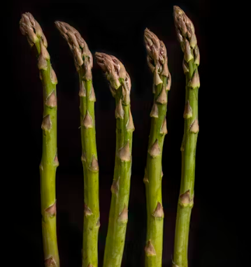 아스파라거스 효능 사랑받는 6가지 고르는법 부작용