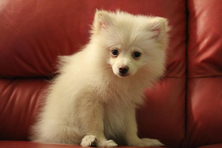 포메라니안-새끼-강아지