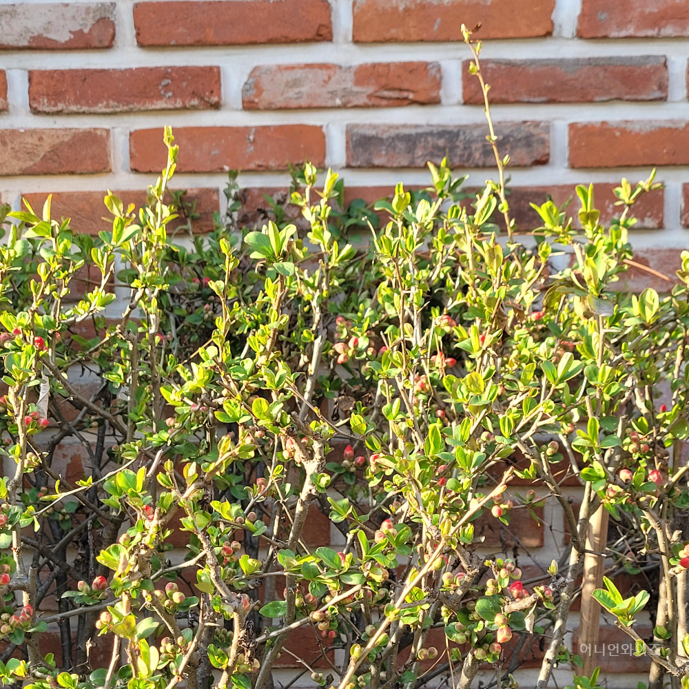 이 꽃이름은 무엇일까요? 명차꽃(명자나무) 1