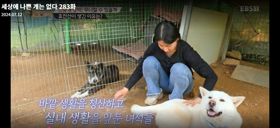 설채현-세상에나쁜개는없다-세나개-283화-진돗개장벽-재방송