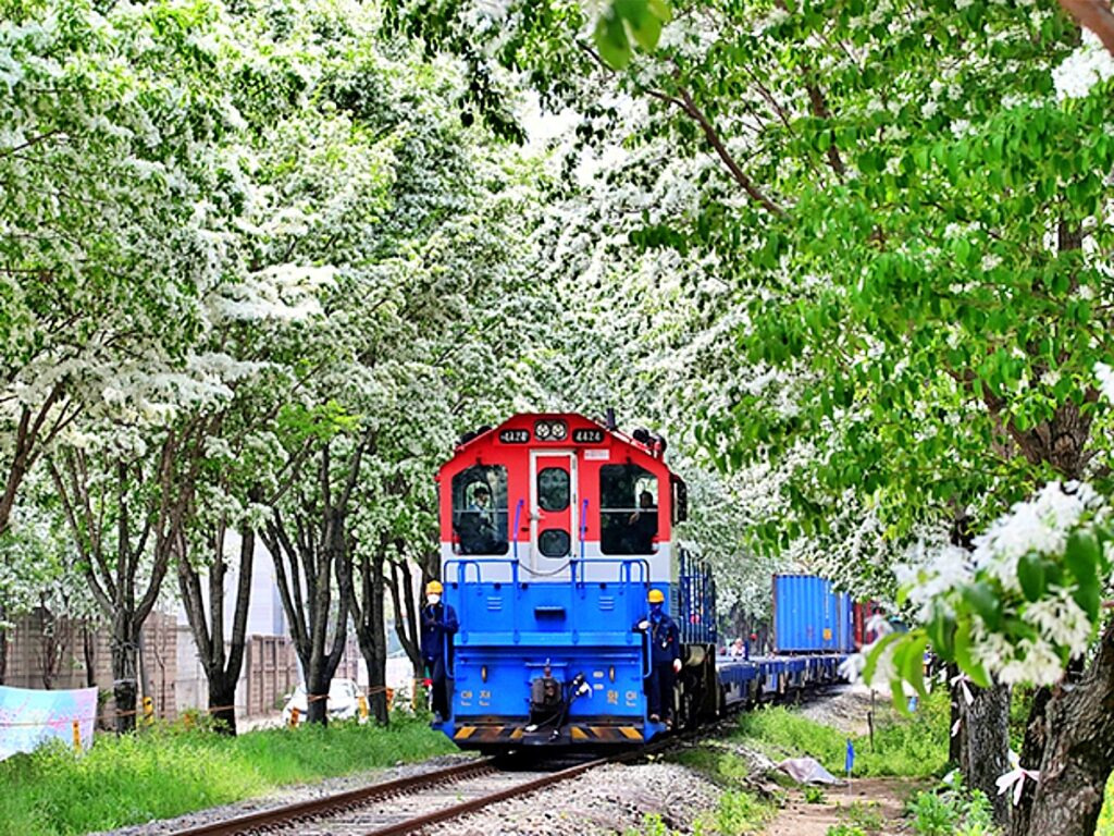 전주 팔복동 이팝나무 철길 개방! 레일 따라 걷는 감성 산책✨