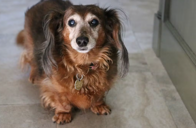 노견이 기운이 없는 원인 치매.