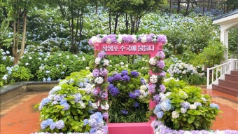 제4회 장생포 수국 페스티벌