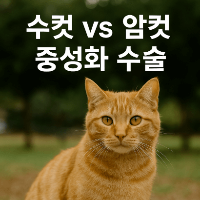 고양이 중성화 수술, 수컷과 암컷 어떻게 다를까?