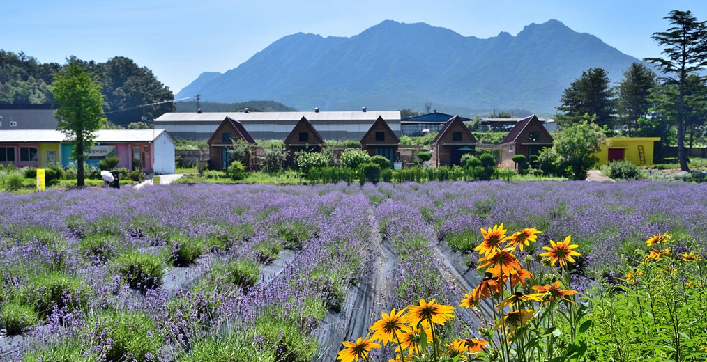 거창 허브빌리지 라벤더 핀 전경 사진