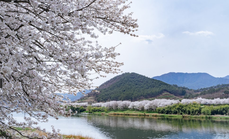 구례 벚꽃 축제(1)