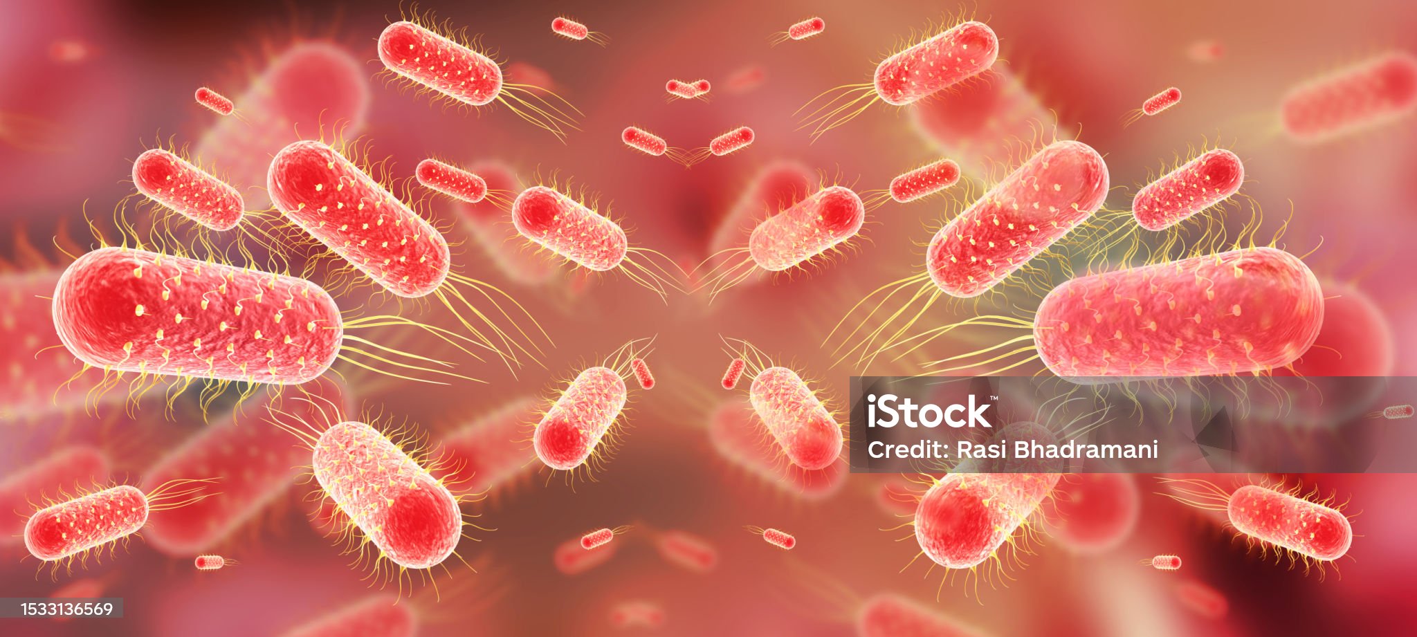 장티푸스-관련-사진