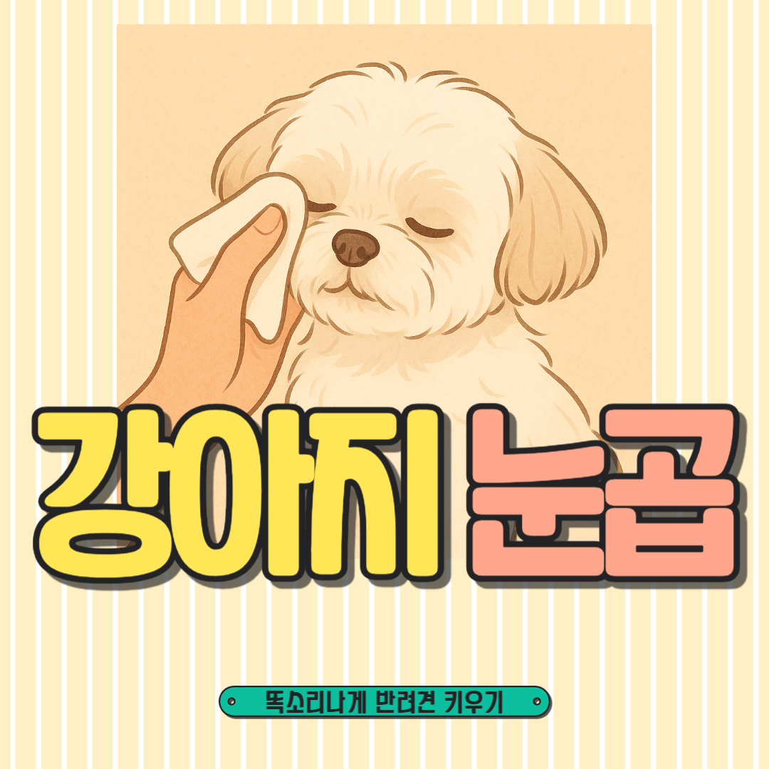 강아지 눈곱으로 알아볼 수 있는 건강 상태