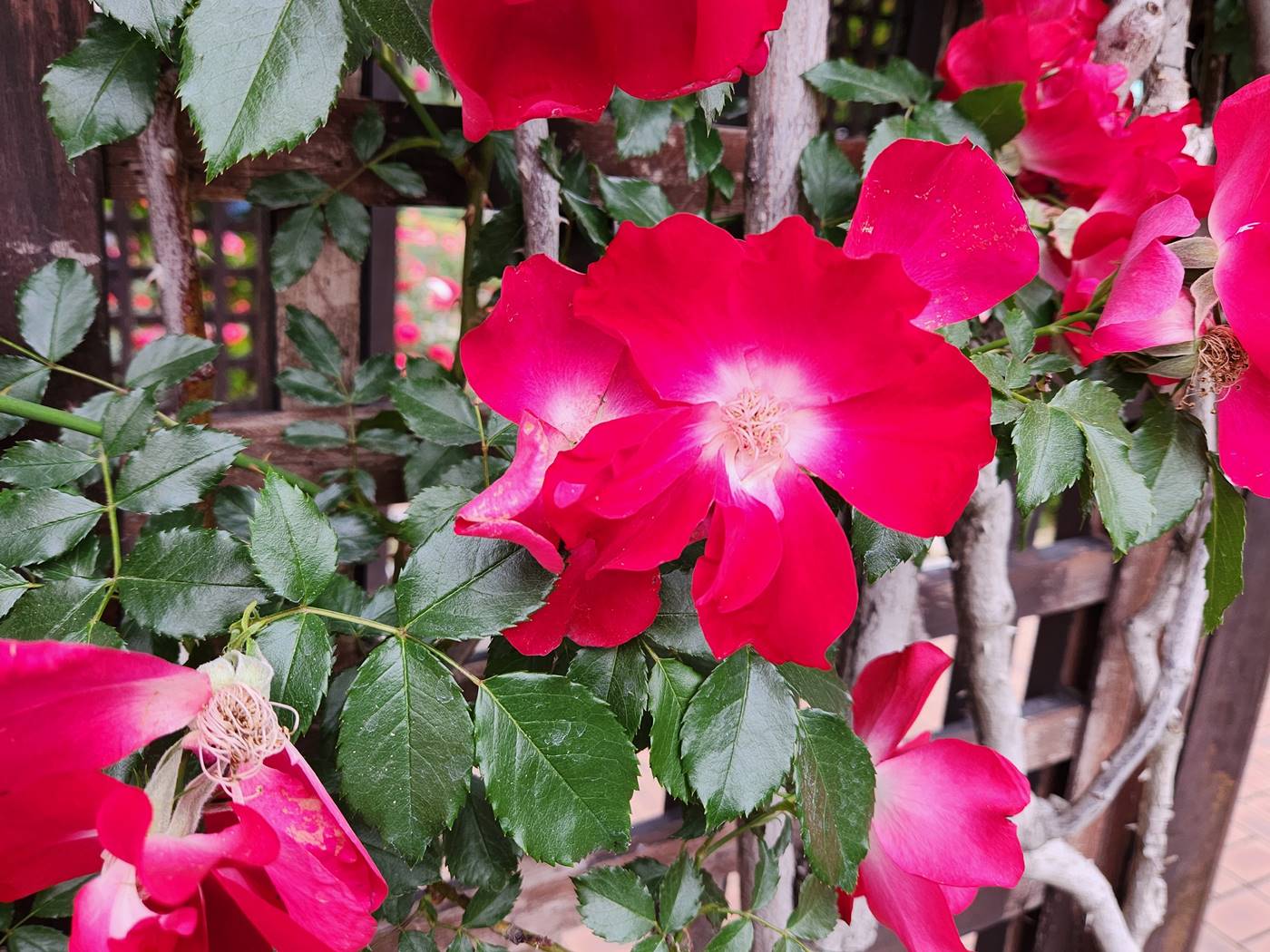 덩굴장미 다이나마이트 Dynamite