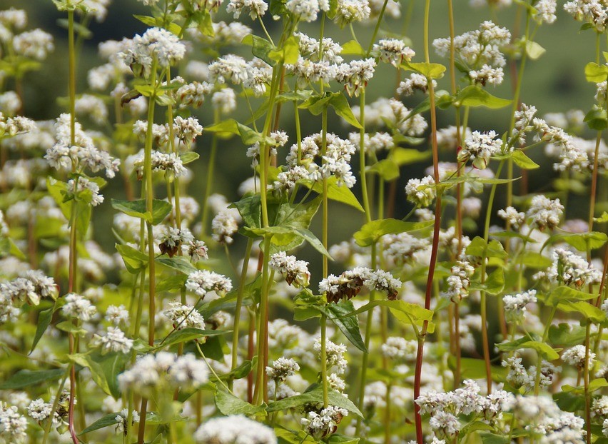 메밀꽃 사진 이미지