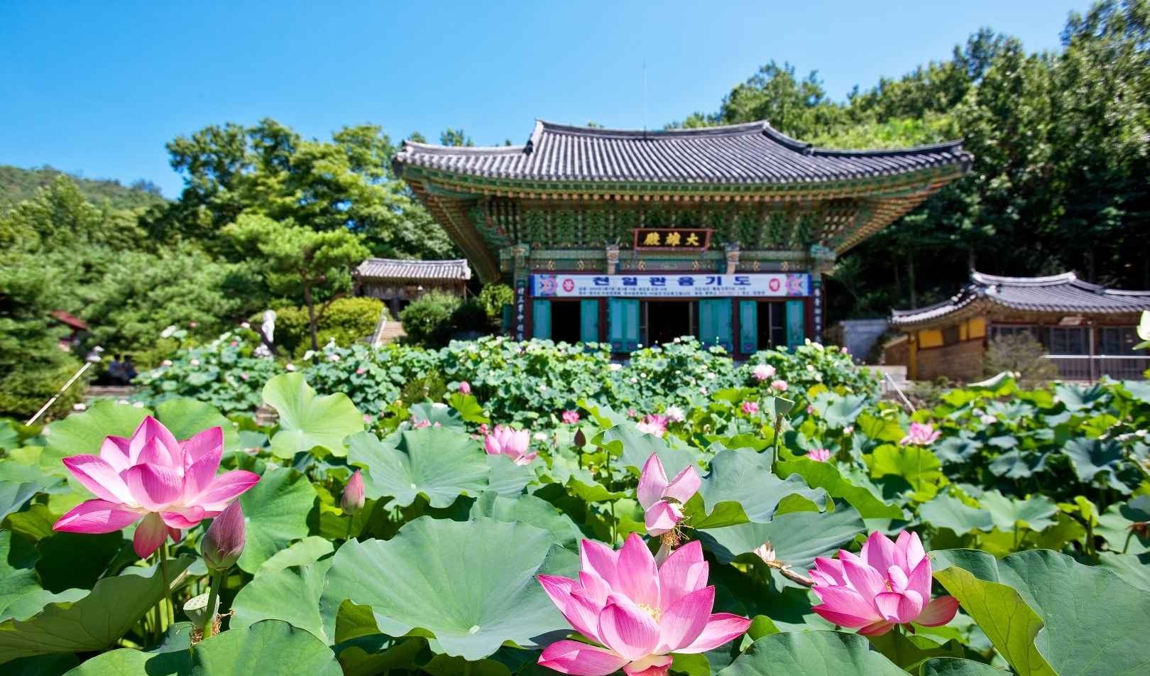 서울 봉원사 연꽃