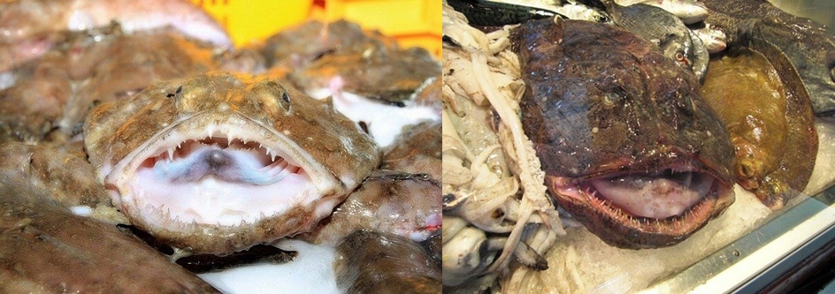 아귀가-바닥에-입을-벌리고-있는-사진
