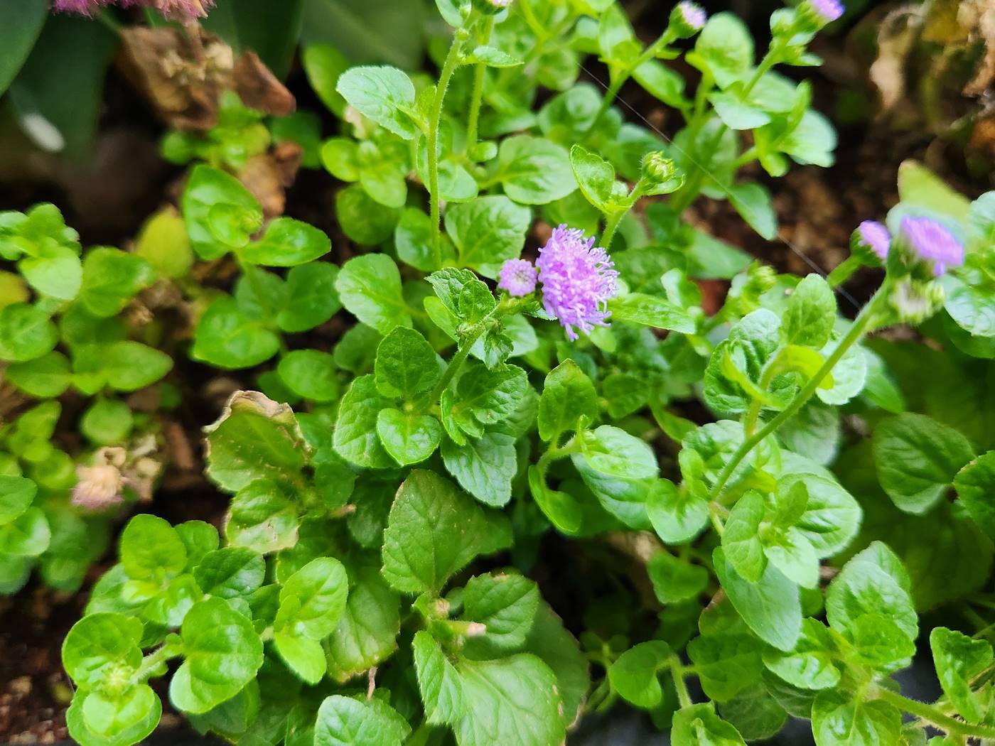 아게라텀(불로화) Ageratum