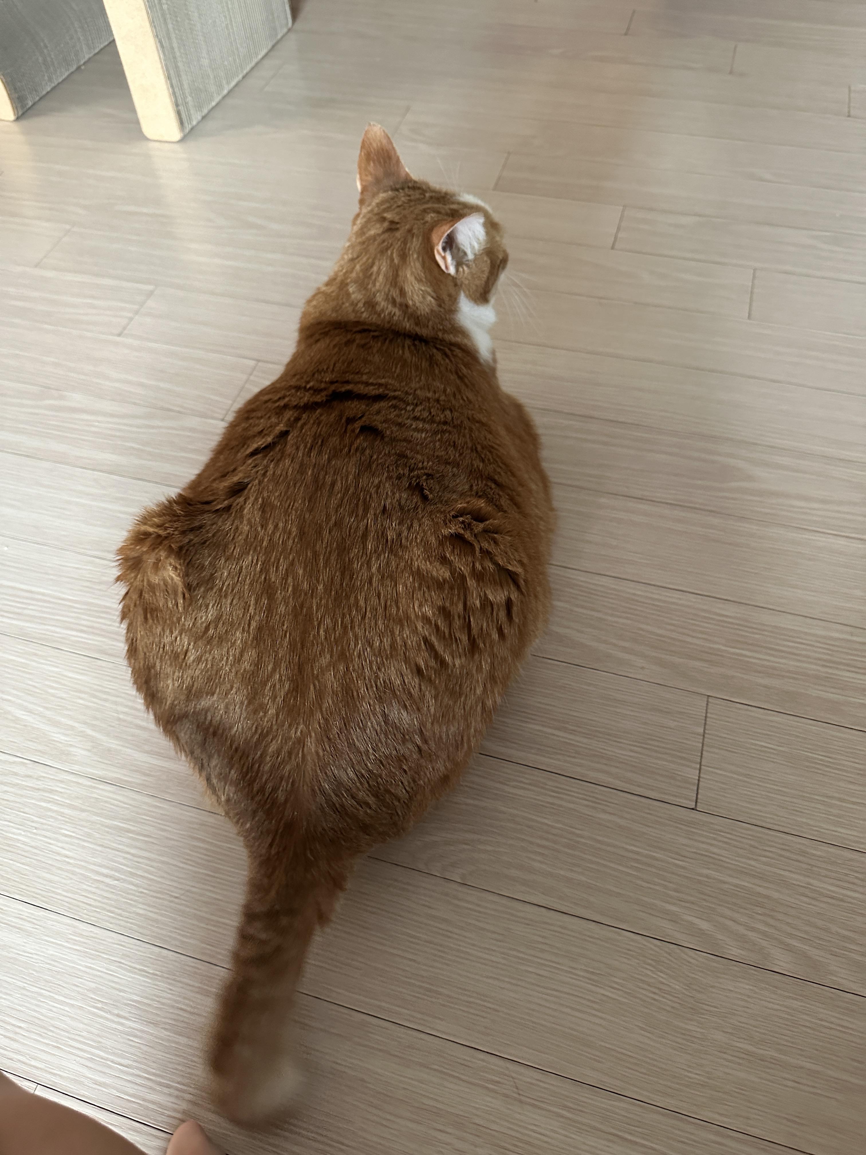 고양이황달_12월4일_호야_상태