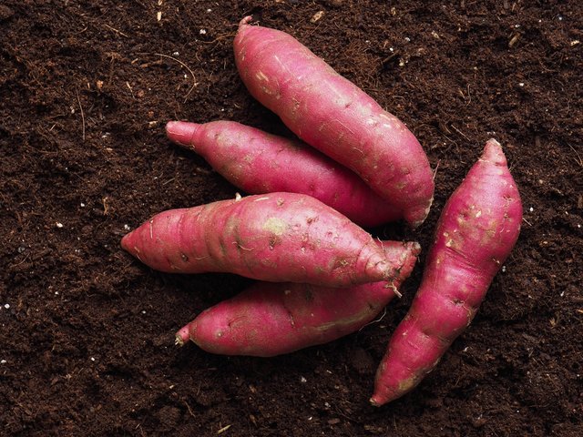 고구마 꿈 해몽[고구마 먹는 꿈&amp;#44; 고구마 캐는 꿈&amp;#44; 고구마 사는 꿈 등] 