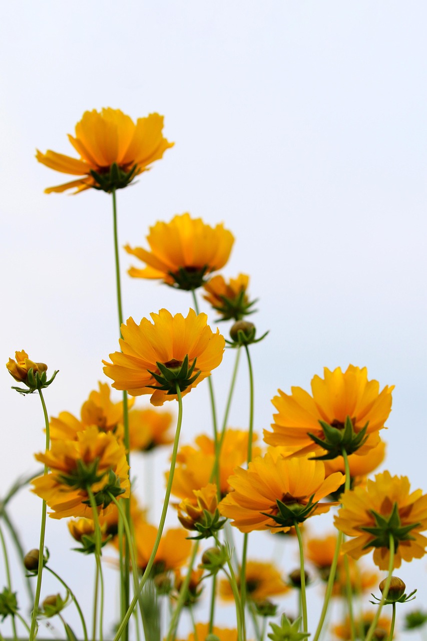 좌&amp;#44;중 : 금계국 / 우: 코스모스 잎 모양이 다르다