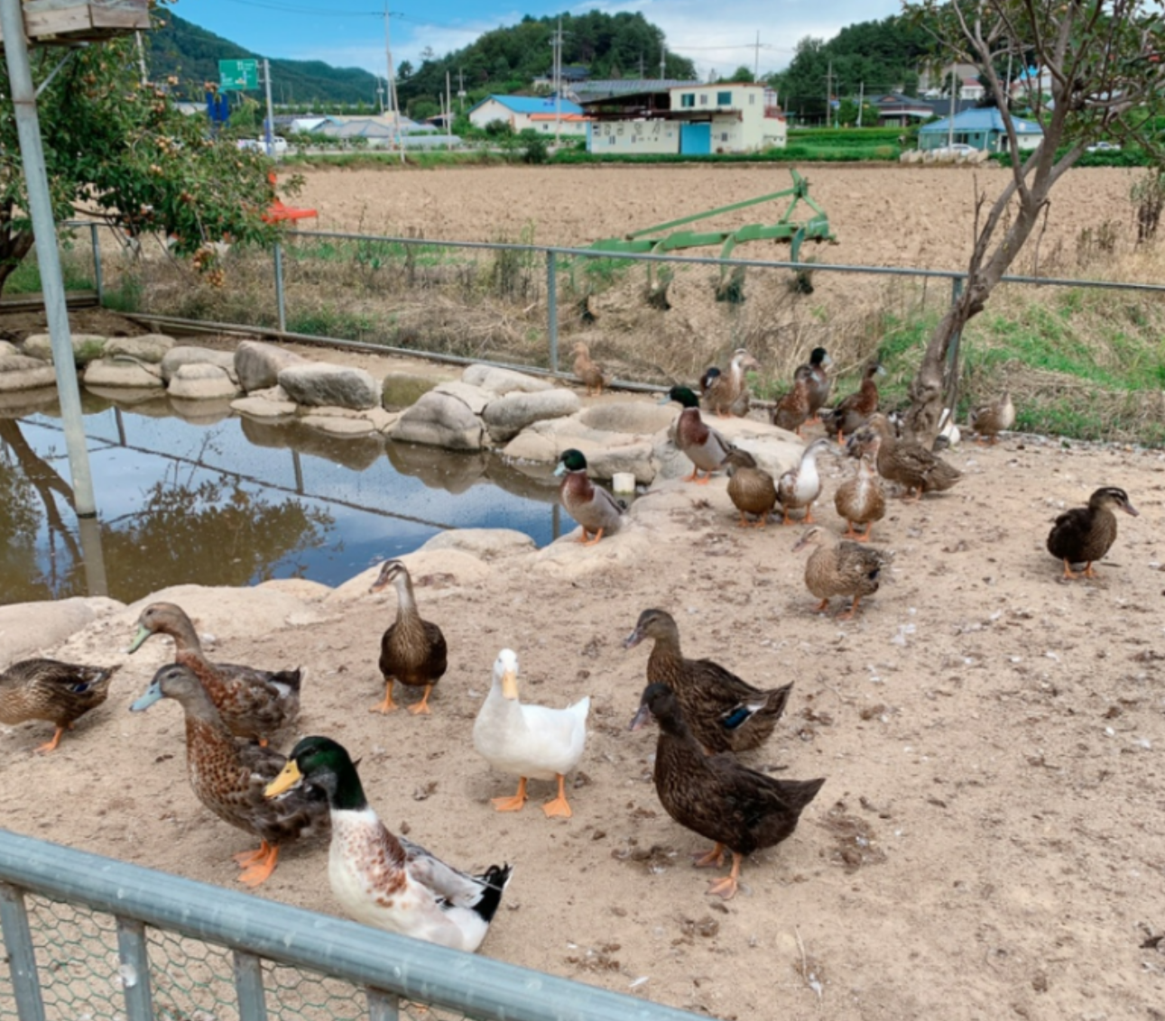 개과천선의 여행정보_강원도 홍천 동키마을 방문 후기 및 정보 (가족 나들이, 아이들과 나들이, 홍천 가볼만한 곳)