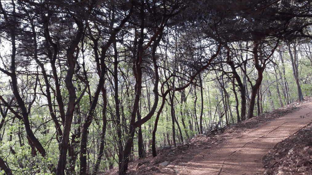 소나무숲 이미지