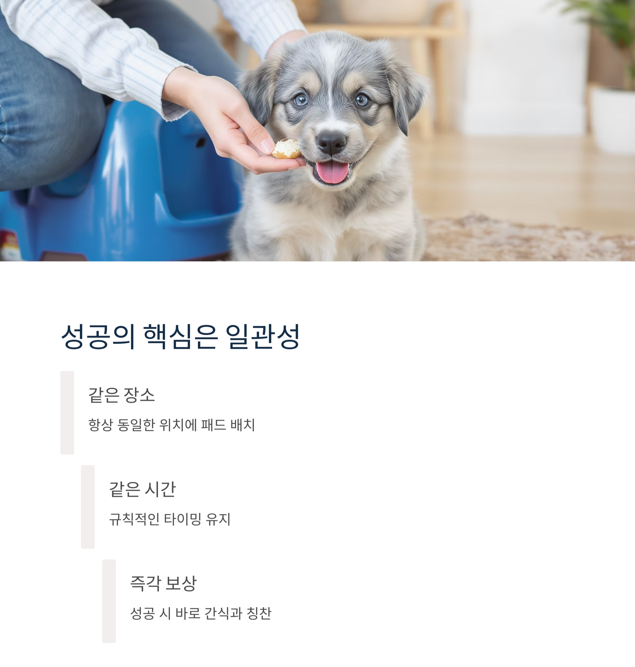 강아지 배변 훈련 완전 정복 가이드, 초보 집사 필독!