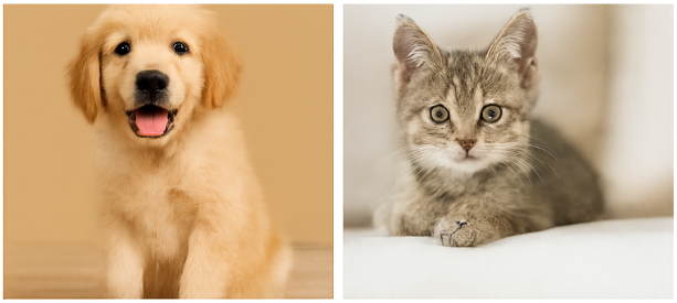 펫쇼 코리아 추천 브랜드