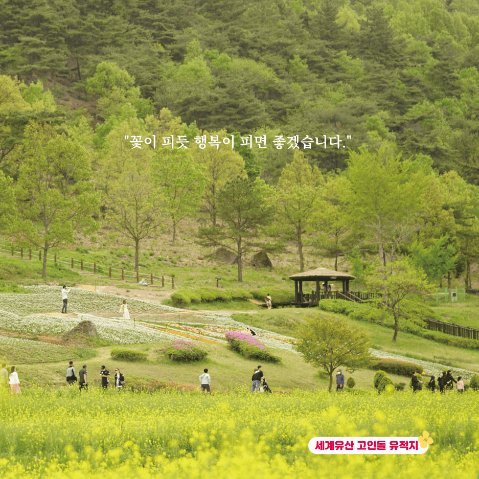 2024화순고인돌봄꽃축제-봄꽃단지-유채단지