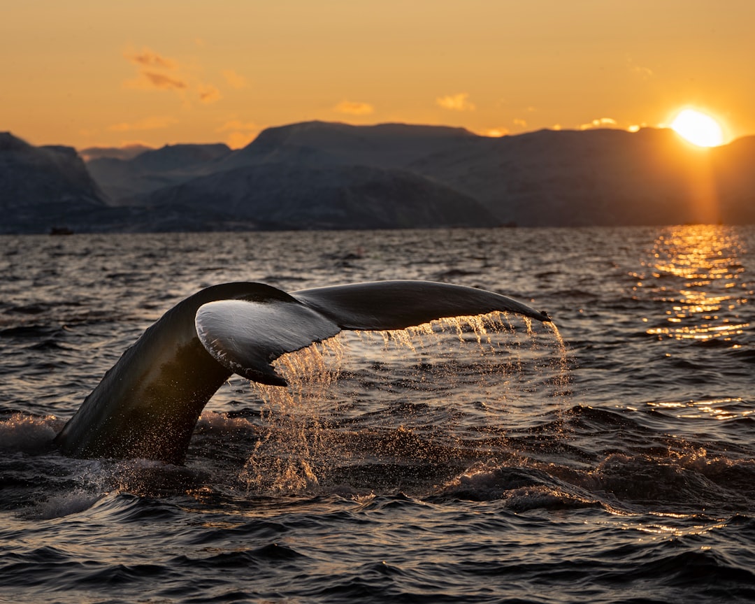 'Whale'