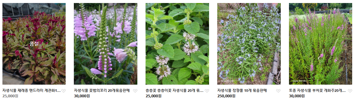 6시내고향 두메부추 자생식물 세종 연동면 세종약초원 정보