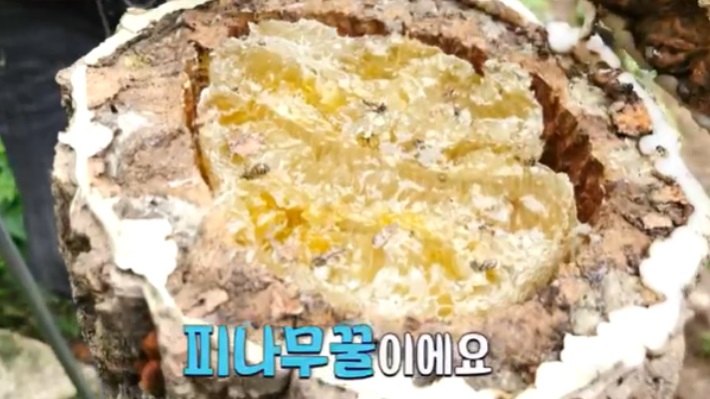6시내고향-강원-인제-벌꿀-설악산백담벌꿀