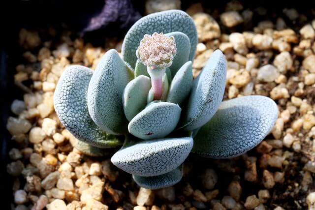 테라리움 키트와 식물 선택 가이드