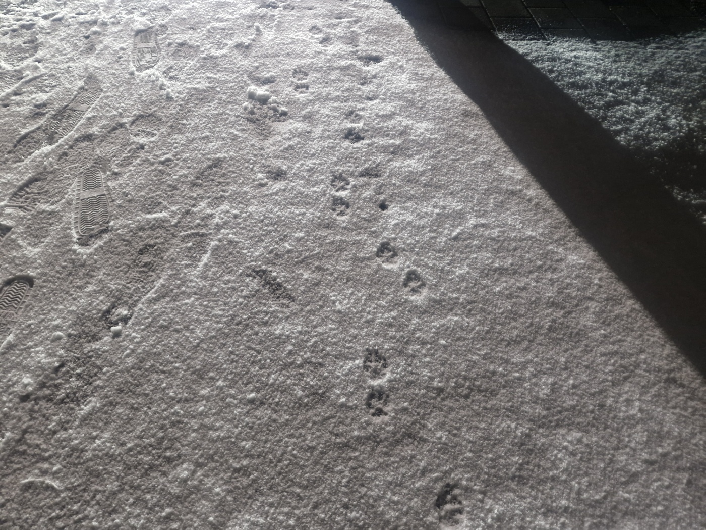 초보 반려인들을 위한 제설제 안전수칙