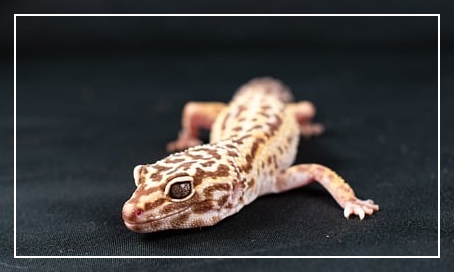 레오파드 게코 모프 종류와 특징