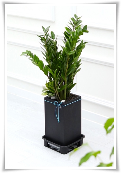 "금전수 키우기" 행운과 부를 불러오는 매력적인 식물!