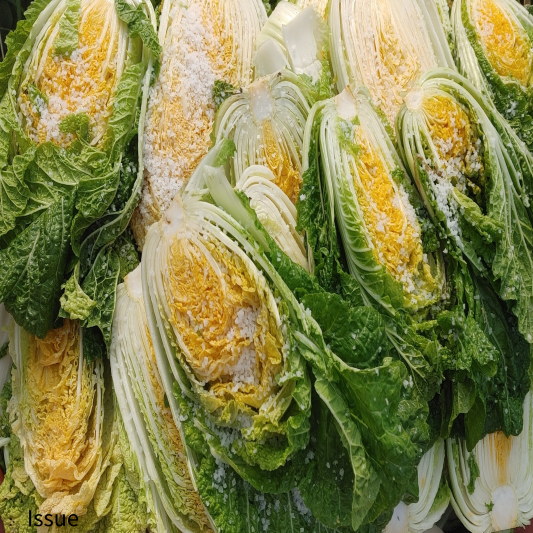 절임 배추