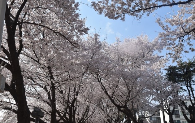 대구 벚꽃