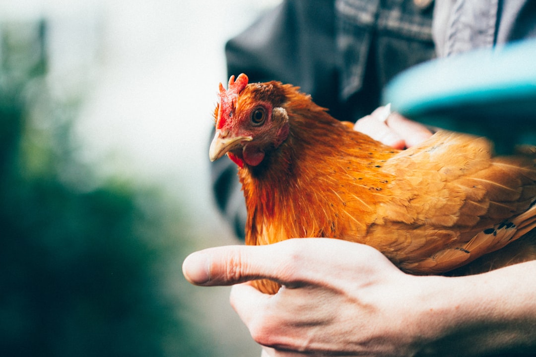 Chicken.