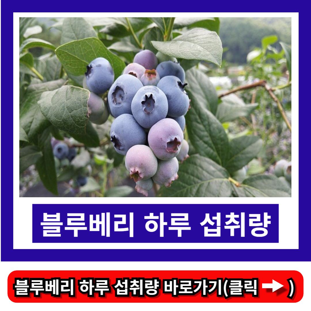 블루베리 하루 섭취량