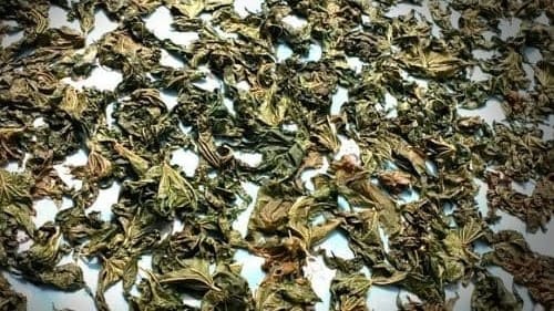 피마자-아주까리-잎-말리기-말리는법