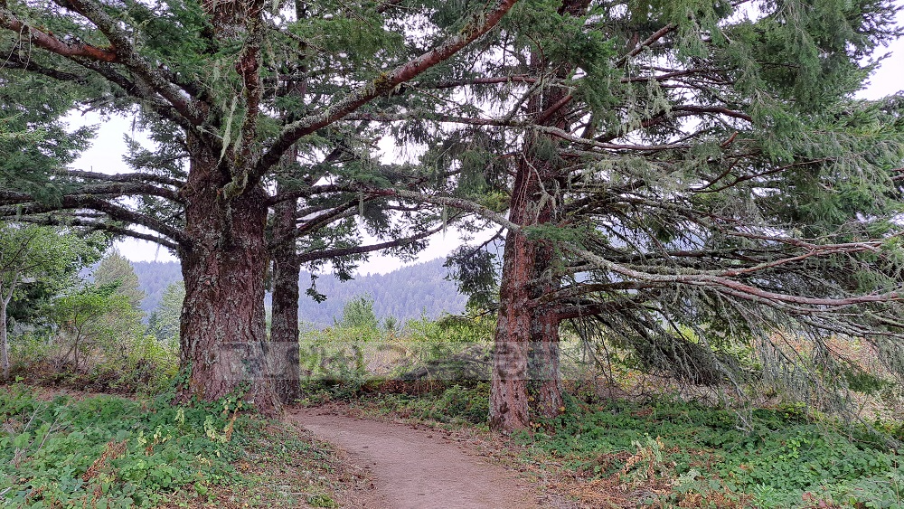 Purisima Creek Redwoods Open Space Preserve