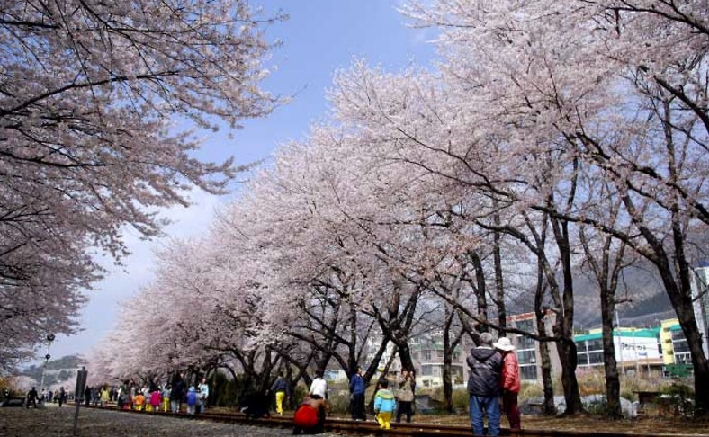 진해군항제