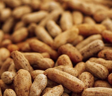 땅콩 효능 : 당뇨
