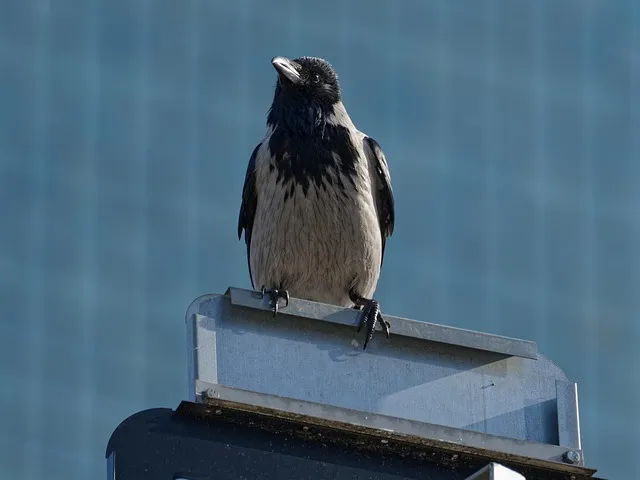 지지대 설치 방법 고추 토마토 참외 수박 쓰러짐 예방_2