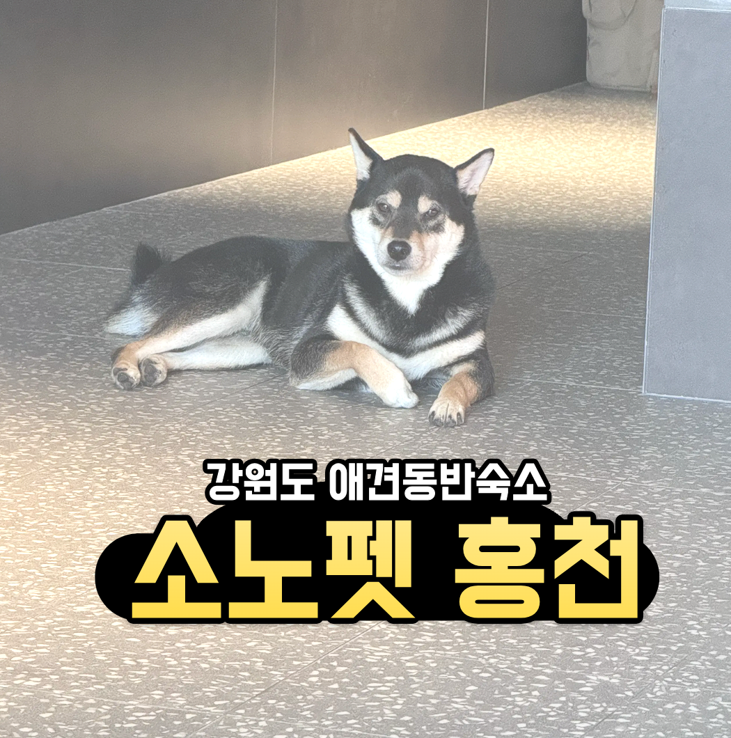 소노펫 비발디파크 홍천