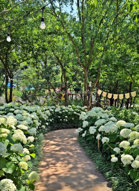 [6월 축제]2025 월아산 수국 수국 페스티벌❘기간, 일정, 체험 프로그램 및 공연 정리