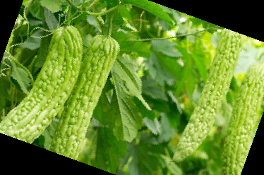 여주 효능 부작용