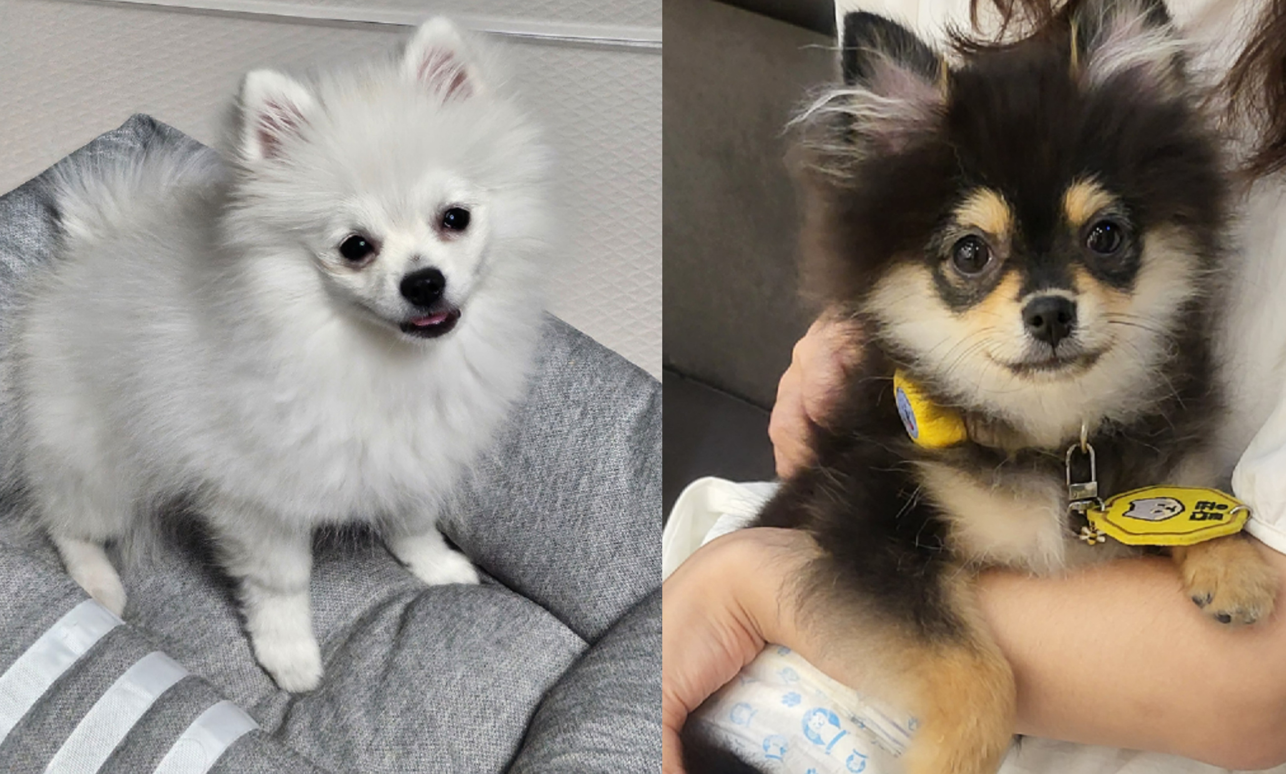 원숭이 시기 하콩&amp;달콩